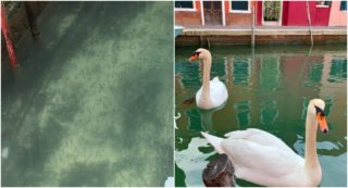 Nečekané pozitivum koronaviru. Do kanálů v&nbsp;Benátkách se vrátily ryby a&nbsp;labutě