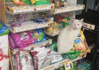 Chytrý toulavý kocour poprosil ženu, aby mu koupila jídlo. Rozhodla se ho adoptovat