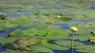 Když byly v&nbsp;Antarktidě žáby: Vědci zkoumají fosílie z&nbsp;doby, kdy byl v&nbsp;Antarktidě bohatý život