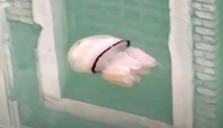 Do benátských kanálů se vrátil život. Biolog natočil krásnou medúzu