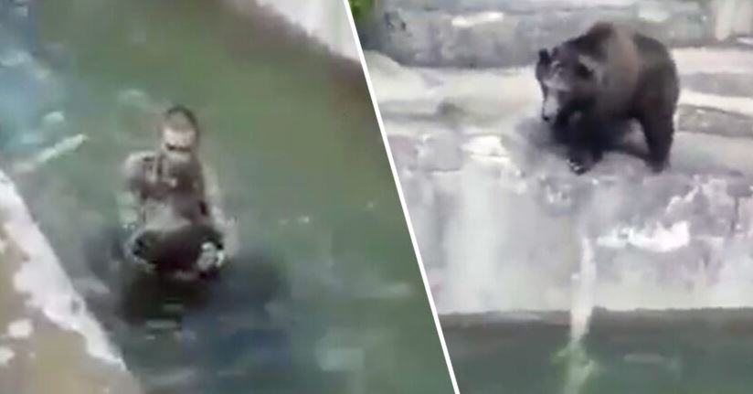 Opilý muž se v&nbsp;polské zoo popral s&nbsp;medvědem. Dostal pokutu za to, že neměl roušku