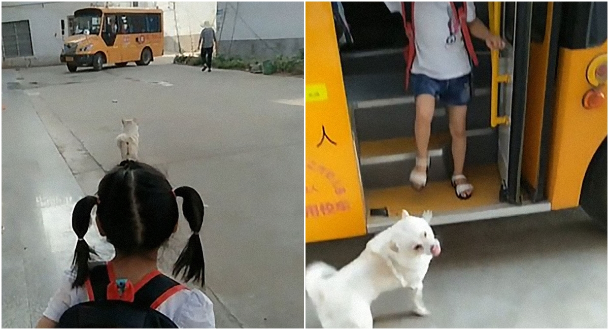 Pes doprovází každý den svou paničku ke školnímu autobusu. Video je hitem internetu