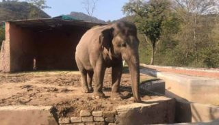 Konečně šťastný konec : Nejosamělejší slon na&nbsp;světě se dostal na&nbsp;svobodu