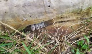 Téhle děsivé houbě se přezdívá “Prsty mrtvého muže”. Snadno pochopíte proč