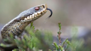 Netradiční most v&nbsp;Indii. Chrání drobná zvířata před zběsilými řidiči
