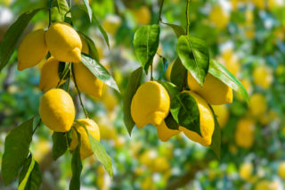 Vědci: Vitamín C možná pomůže v&nbsp;léčbě některých vzácných nádorů
