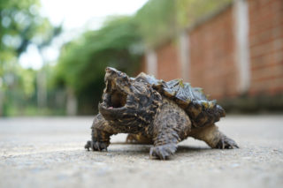 Mladík si pořídil na&nbsp;kolej mazlíčka, po&nbsp;návratu ho čekalo nepříjemné překvapení