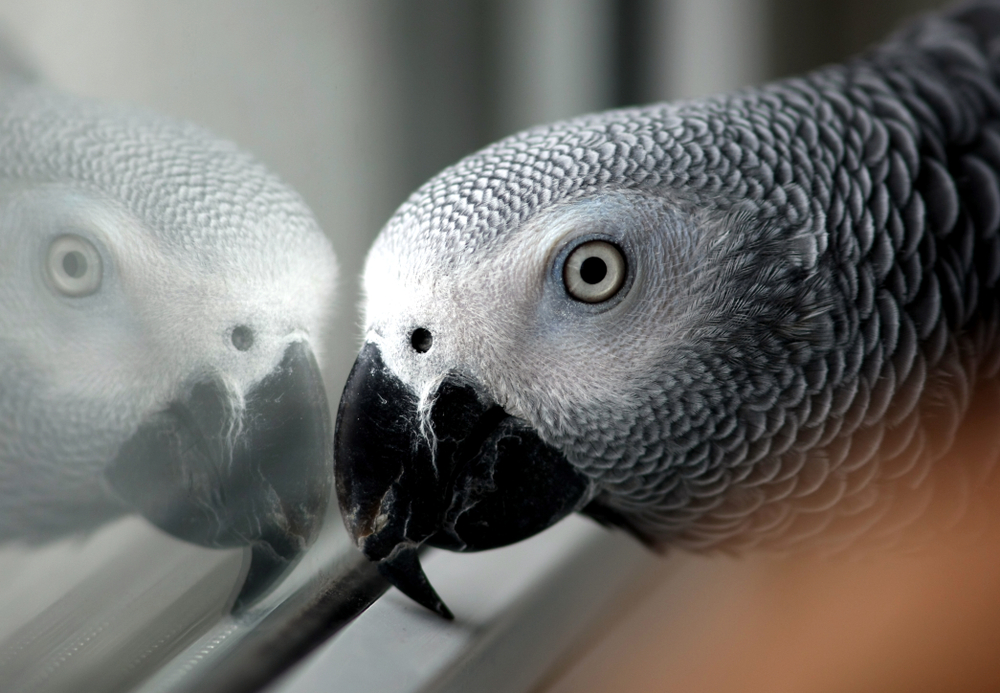 Papoušci sprostě nadávali návštěvníkům zoo, museli je stáhnout z&nbsp;voliéry