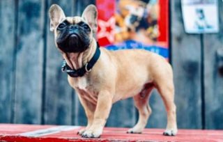 Americké městečko si zvolilo nejlepšího možného starostu: Francouzského buldočka