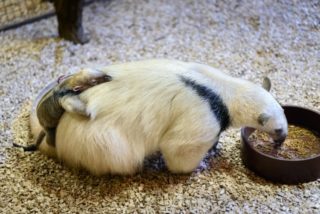Zlínská zoo má důvod k&nbsp;radosti. Po&nbsp;13 letech se tam narodilo mládě mravenečníka čtyřprstého
