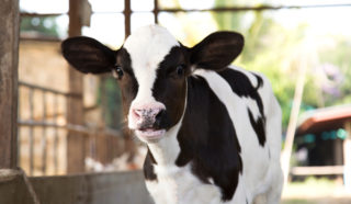 Zloděj ukradl tele a&nbsp;schovával ho v&nbsp;koupelně