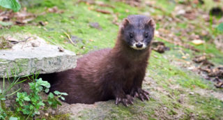 V Dánsku řeší problémy s&nbsp;pozůstatky zabitých norků kvůli zmutovanému koronaviru