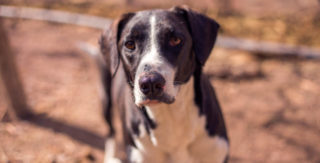 Pro Thajce zábava, pro&nbsp;jiné týrání zvířat! Psi tahali těžký tuk tuk s&nbsp;modelkami