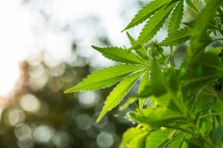 V Severní Makedonii možná bude legalizováno užívání marihuany pro&nbsp;rekreační účely