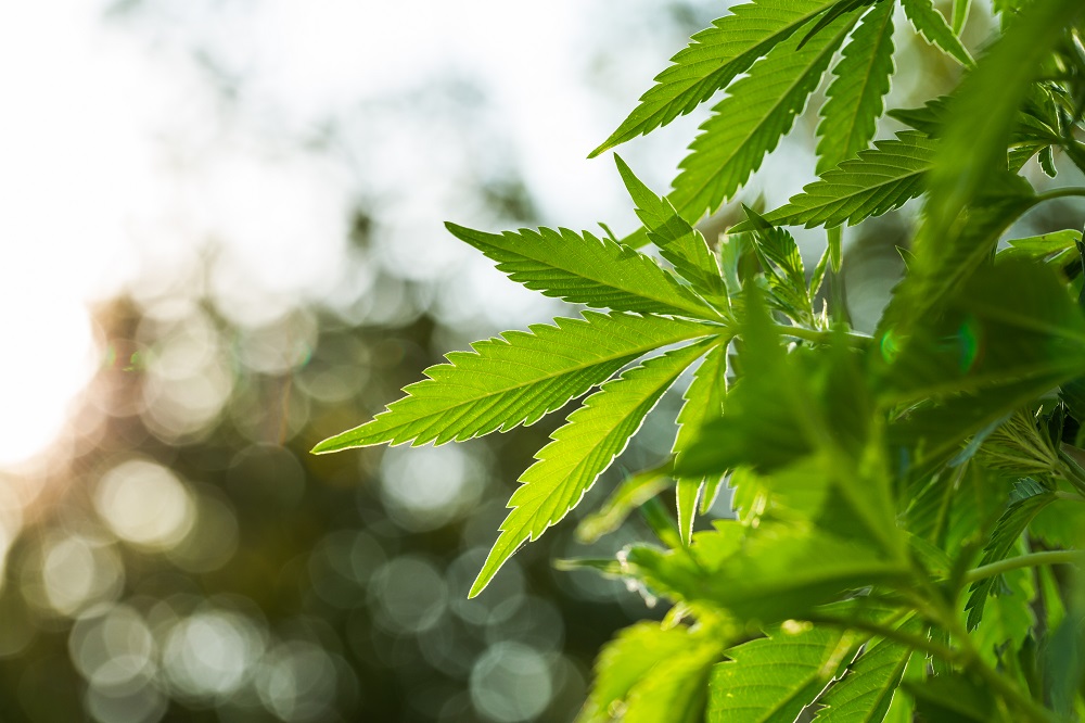 V Severní Makedonii možná bude legalizováno užívání marihuany pro rekreační účely