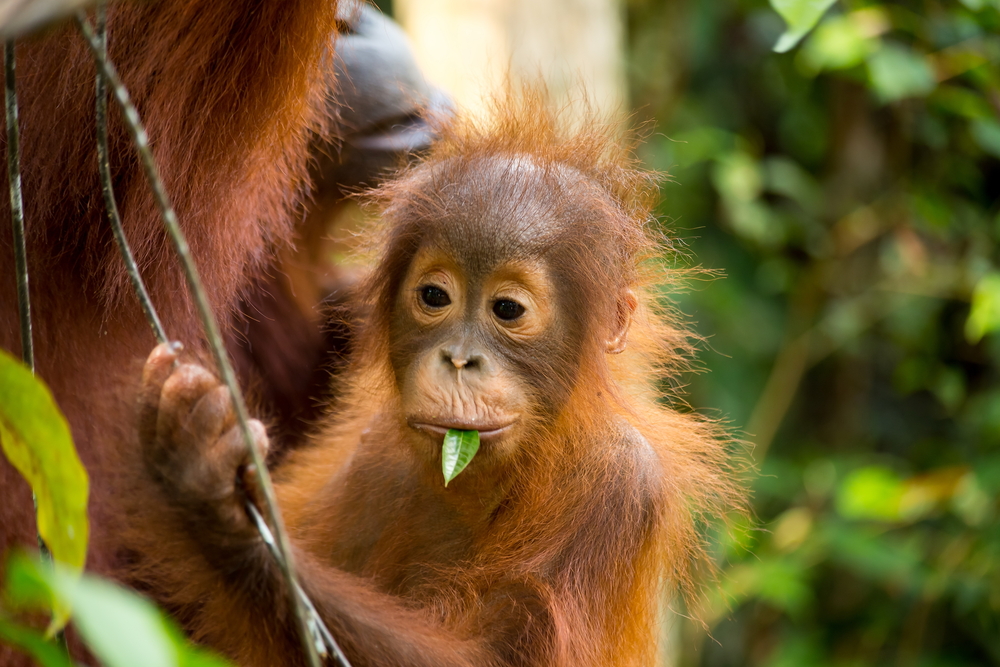 V pražské zoo se narodilo mládě orangutana sumaterského