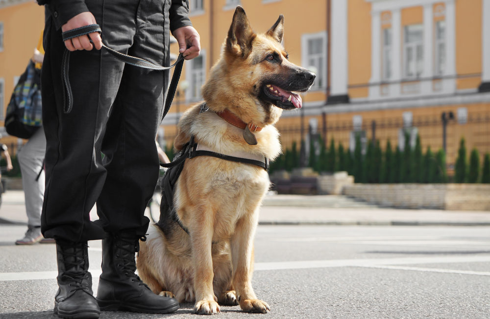 Celníci vycvičí šest psů, kteří poznají člověka s&nbsp;covidem-19