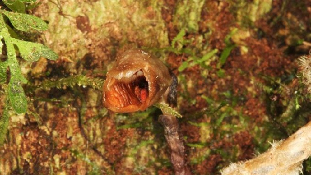 Nejškaredější orchidej na světě? Objevili ji na Madagaskaru