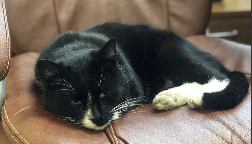 Zachránil kocoura pár sekund před smrtí! Teď si hoví na&nbsp;ministerstvu