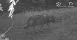 Fotopast odhalila výskyt vlků na&nbsp;území Jizerských hor