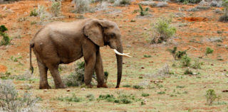 Šťastný konec: Nejosamělejší slon na&nbsp;světě dorazil do Kambodže a&nbsp;přidá se k&nbsp;stádu