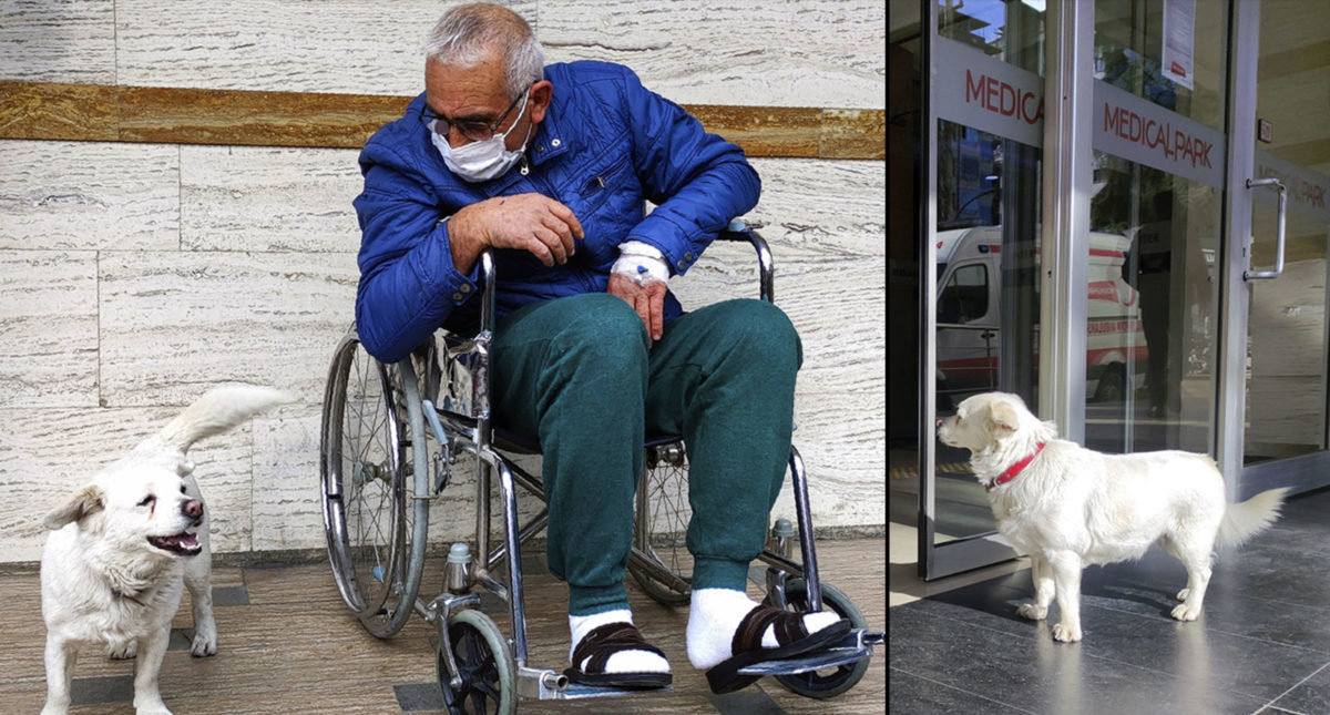 Věrná fenka čekala na&nbsp;svého pána týden před nemocnicí