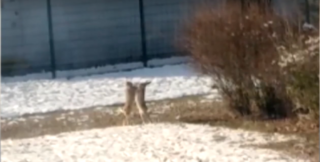 Netradiční boxerský zápas: U&nbsp;elektrárny v&nbsp;Dukovanech se pobili dva ušáci