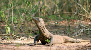 Varani komodští v&nbsp;ohrožení! Kvůli turistické atrakci příjdou o&nbsp;část přirozeného prostředí