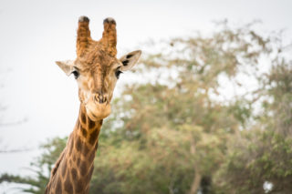 Vědce zaskočil objev trpasličích žiraf. Mysleli, že jde o&nbsp;hoax