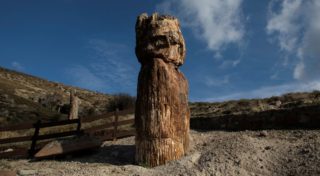 Vědci objevili zkamenělý strom starý 20 milionů let, má neporušené větve i&nbsp;kořeny