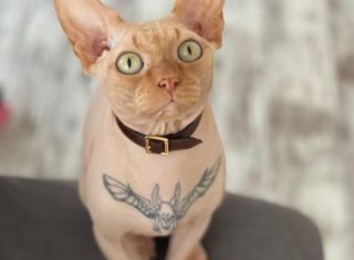 Influencerka nechala potetovat svou kočku. Šokovaní fanoušci ji obviňují z&nbsp;týrání zvířat