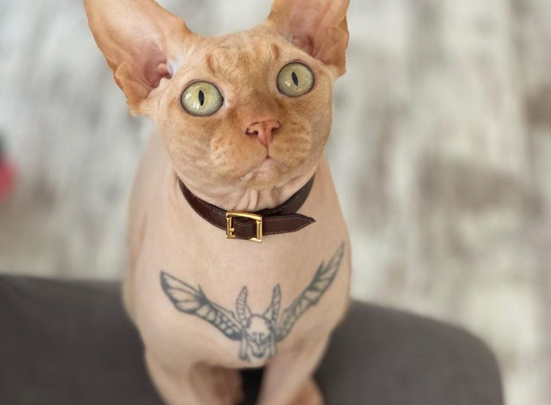 Influencerka nechala potetovat svou kočku. Šokovaní fanoušci ji obviňují z&nbsp;týrání zvířat