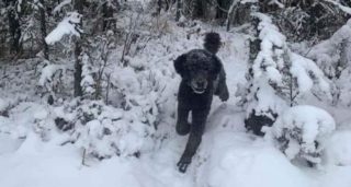 Pes, nebo člověk? Vtipná momentka baví internet, každý v&nbsp;ní vidí něco jiného