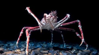 Opravdu netradiční jména: Rybáři v&nbsp;Británii změnili jména ryb, aby se lépe prodávaly