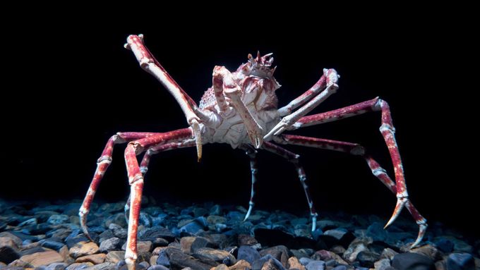 Opravdu netradiční jména: Rybáři v&nbsp;Británii změnili jména ryb, aby se lépe prodávaly