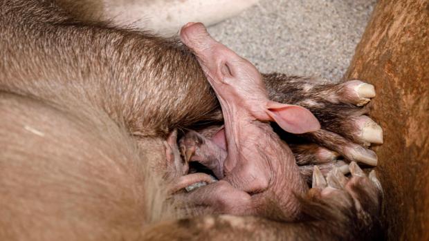 Pražská zoo se těší z&nbsp;přírůstku do rodiny hrabáčů
