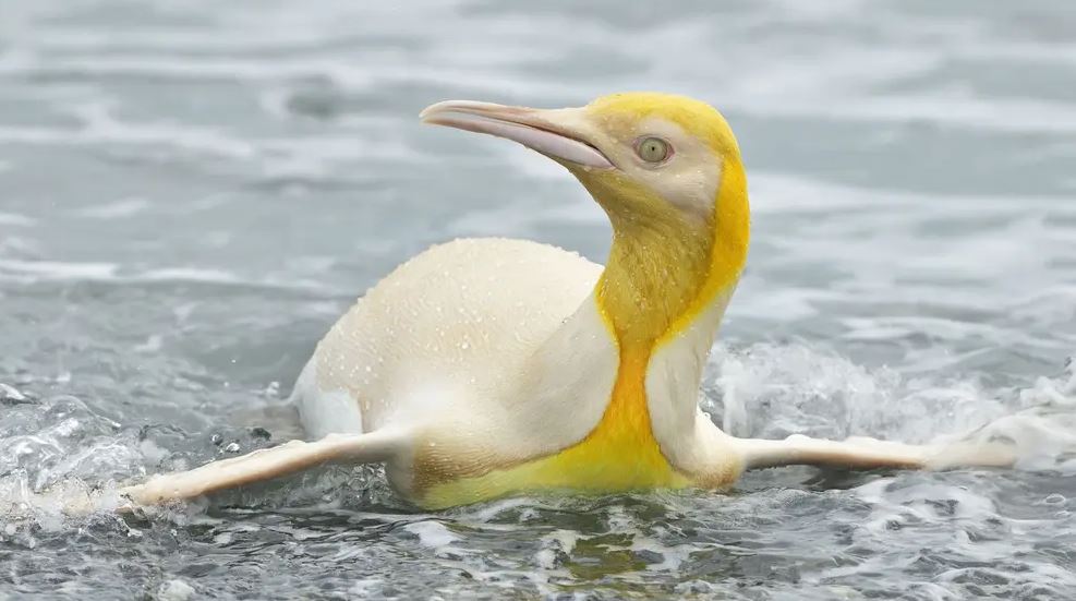 Krásná rarita! V&nbsp;jižním Atlantiku byl poprvé spatřen žluto-bílý tučňák