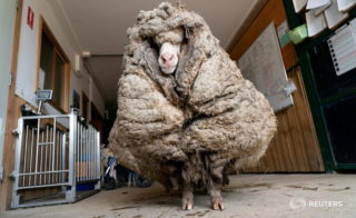 Ze zatoulané ovce ostříhali 35 kilogramů vlny. Nikdo neví, jak dlouho se mimo civilizaci potulovala
