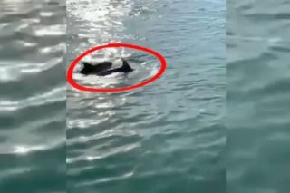 Do centra Benátek dopluli delfíni. Tentokrát nejde o&nbsp;falešnou zprávu