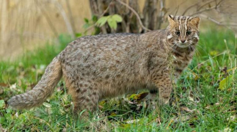 Kočky v pražské zoo onemocněly covidem-19. V únoru se nakazili i lvi a gorila