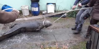 Hasiči při&nbsp;požáru domku v&nbsp;Klopině narazili na&nbsp;krokodýla nilského