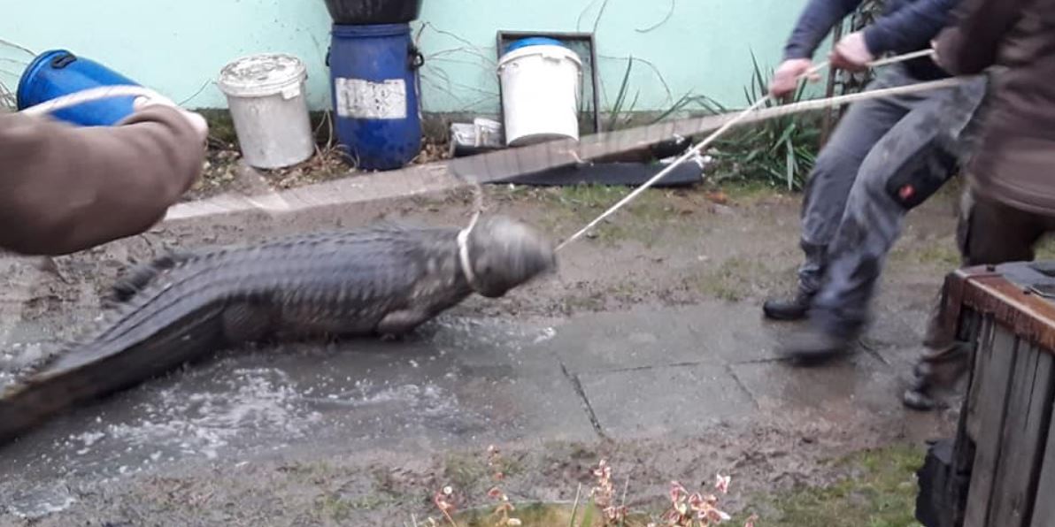 Hasiči při požáru domku v Klopině narazili na krokodýla nilského