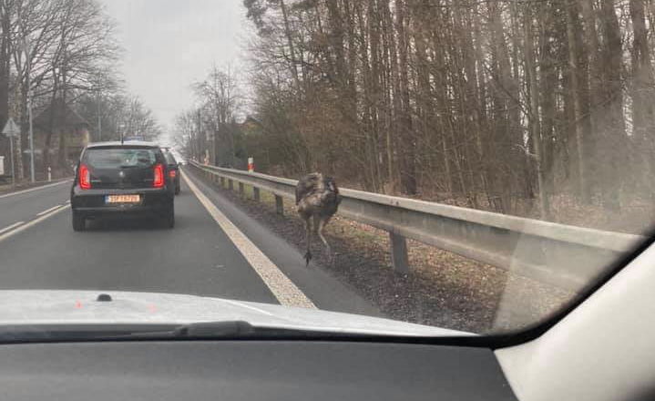 Pštrosi komplikovali dopravu u České Lípy: Jednoho chytili, druhý je stále na útěku