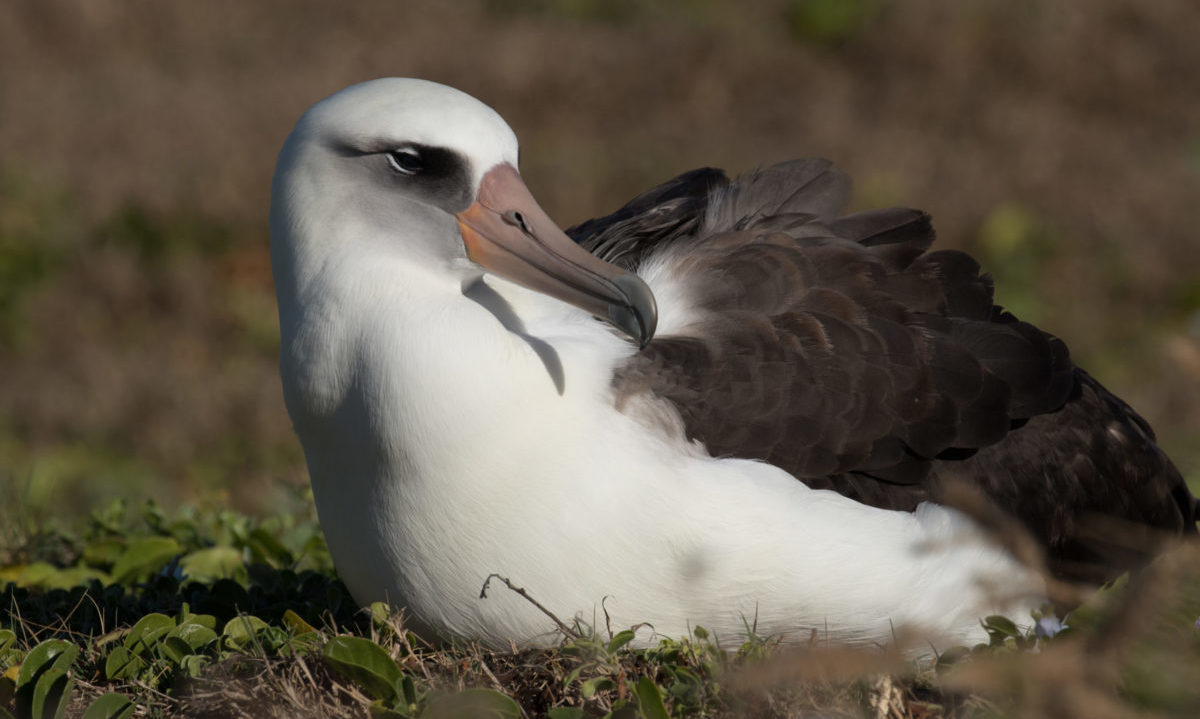 Nejstarší pták na&nbsp;světě má v&nbsp;70 letech další mládě. Domnívali jsme se, že se albatros laysanský dožívá jen 40 let, uvedli zoologové