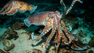 Sépie jsou při&nbsp;testu sebeovládání stejně chytré jako děti, zjistili vědci