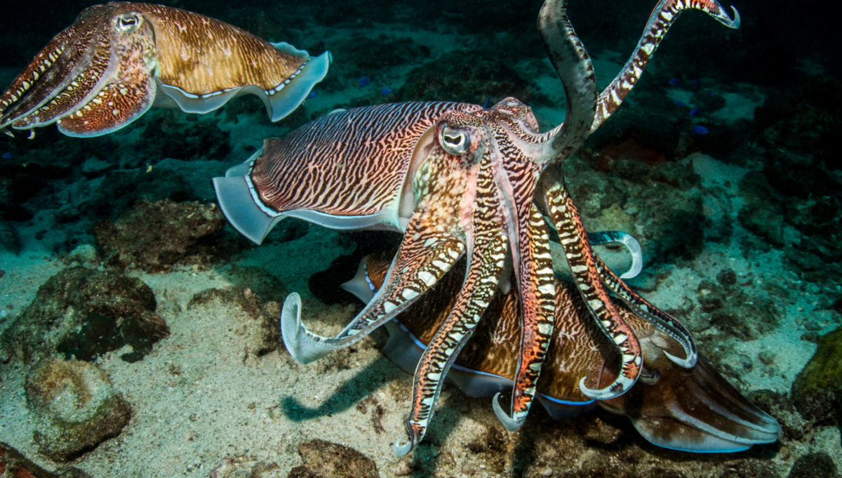 Sépie jsou při&nbsp;testu sebeovládání stejně chytré jako děti, zjistili vědci