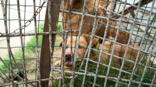 Policie v&nbsp;britském městě Ipswich zajistila desítky ukradených psů