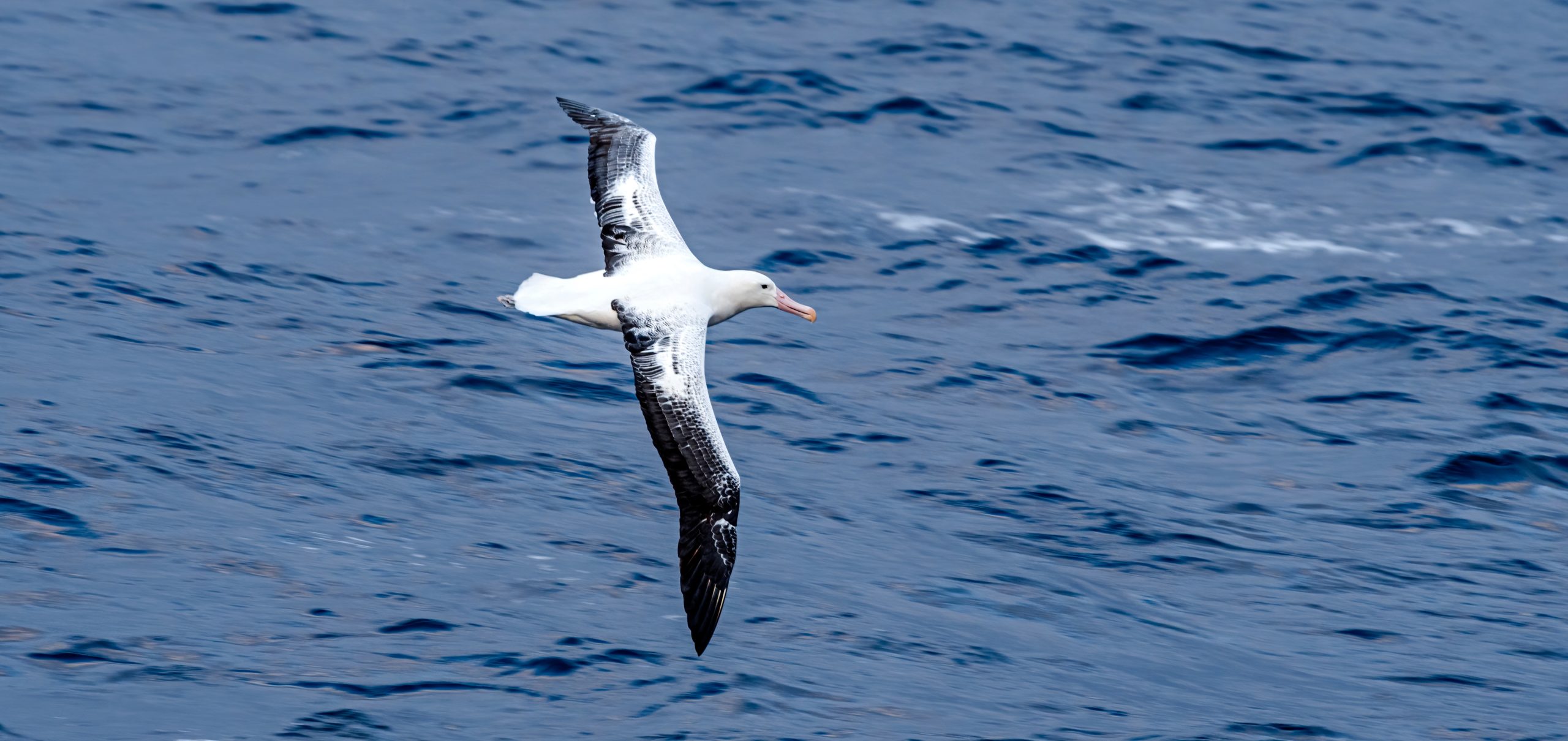 Z nemotorného novozélandského albatrosa je internetová hvězda