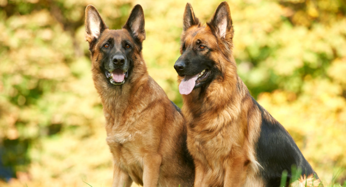 Pudl nebo německý ovčák? Která psí plemena jsou nejchytřejší?