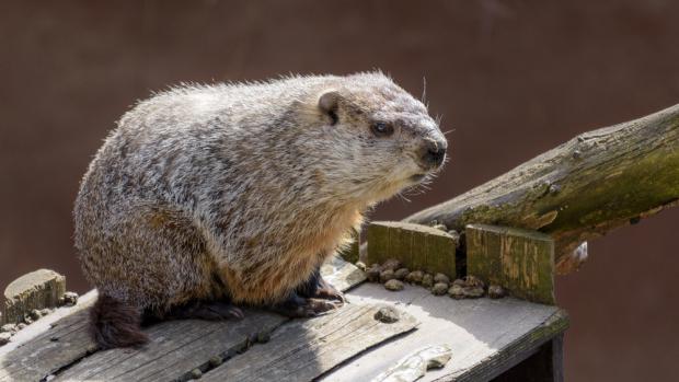 Jaro už je za rohem! V pražské zoo se probudil ze zimního spánku svišť lesní
